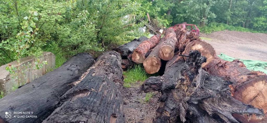 Bretter , Bohlen Baumscheiben aus schöner Mooreiche