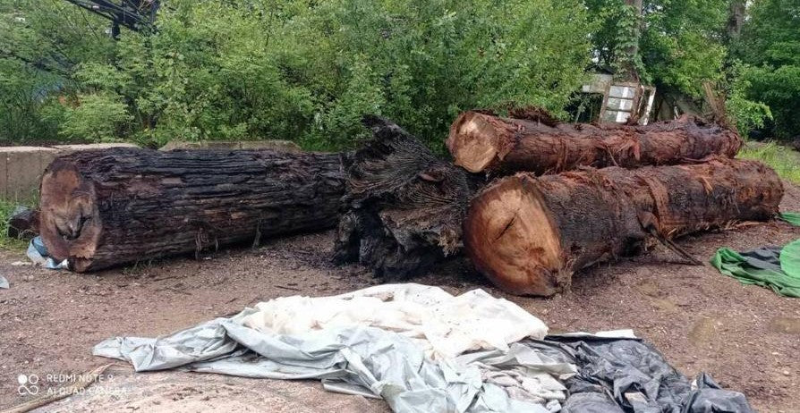 Bretter , Bohlen Baumscheiben aus schöner Mooreiche