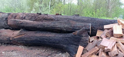 Bretter , Bohlen Baumscheiben aus schöner Mooreiche